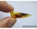 VERY BIG 11mm! BUD in Baltic amber #5127