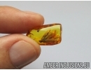 Plant and Ant in Baltic amber #5126