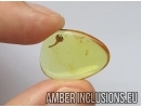Very Nice flower in Baltic amber #5128