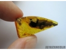Unique, Rare, ONLY ONE in Baltic amber LEAF KNOT. Made beetle #5129