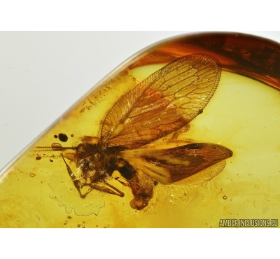 PLANIPENNIA, Neuroptera, Lacewing in Baltic amber 5131