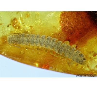 NAICE LOOKING, MILLIPEDE POLYDESMIDAE in BALTIC AMBER #5135