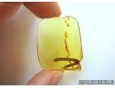 Rare, Big 19mm! Plant in Baltic amber #5139