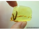 Rare, Big 19mm! Plant in Baltic amber #5139