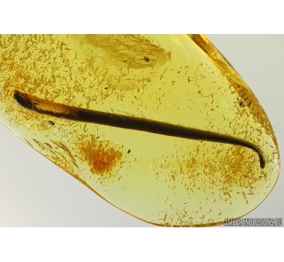 Nice, Long 23mm! Leaf in Baltic amber #5142