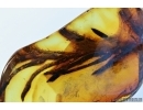 Very Rare, Big 21mm! plant in Baltic amber #5143