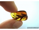 Very Rare, Big 21mm! plant in Baltic amber #5143