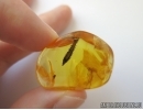 Very Rare, Unusual Leaf in Baltic amber #5144