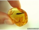 Very Rare, Unusual Leaf in Baltic amber #5144