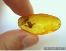 Very Nice flower in Baltic amber #5146
