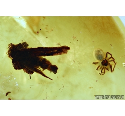 Lepidoptera, Caterpillar case and Araneae ,Spider. Fossil inclusions in Baltic amber stone  #5150