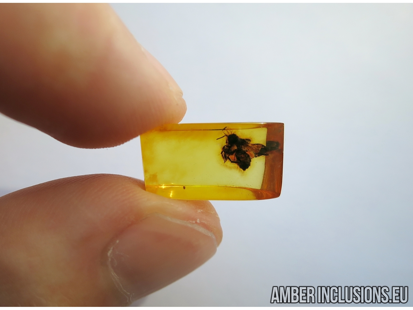 apoidea honey bee in baltic amber 5163 www