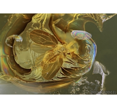 Rare Psyllid, Psylloidea and Mite in Baltic amber #5182