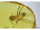 Hymenoptera, Big Ant in Baltic amber #5193