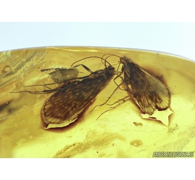 Trichoptera, Two Caddisflies in Baltic amber #5201