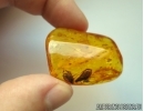 Trichoptera, Two Caddisflies in Baltic amber #5201