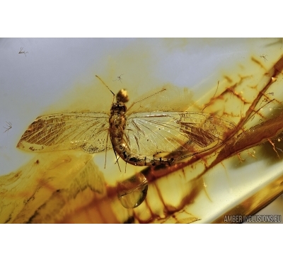Ephemeroptera, Mayfly and Beetle in Baltic amber #5204