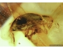 Ephemeroptera, Mayfly and Beetle in Baltic amber #5204