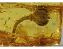 Very Nice Flower and Caddisfly and Spider in Baltic amber #5219
