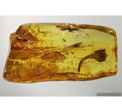 Very Nice Flower and Caddisfly and Spider in Baltic amber #5219