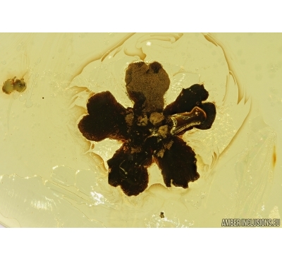 Very Nice flower in Baltic amber #5222