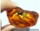 PINACEAE, Great Pine Cone 15mm!  In BIG BALTIC AMBER #5223