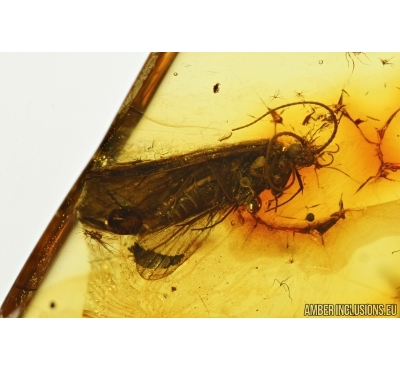 Trichoptera, Two Caddisflies in Baltic amber #5270