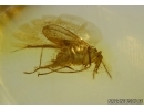  Sciaridae, Dark-Winged fungus gnat in Baltic amber #5293