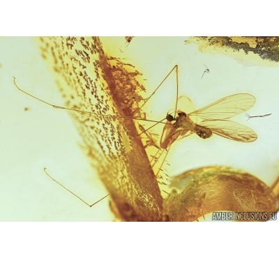  Crane fly Limoniidae, Limoniinae, Elephantomyia pulchella. Fossil insect in Baltic amber #5296