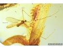  Crane fly Limoniidae, Limoniinae, Elephantomyia pulchella. Fossil insect in Baltic amber #5296