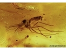 Two Big Spiders, Aranea and Gnat  in Baltic amber #5302
