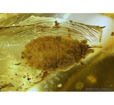HETEROPTERA, Aradidae. Rare BUG in Baltic amber #5303