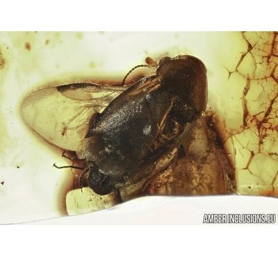 Blattaria, Cockroach in Baltic amber #5334