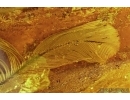 Very rare Big 35mm! Feather, Aves in Baltic amber #5346