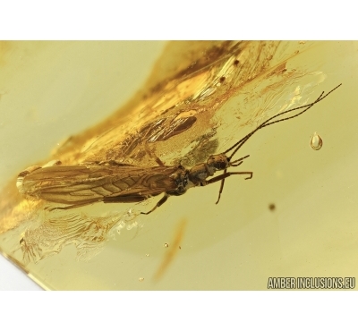 Plecoptera, stonefly in Baltic amber #5362