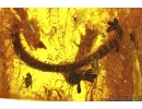 OAK FLOWERS ON TWIG and BRISTLETAIL. Fossil inclusions in Baltic amber #5409