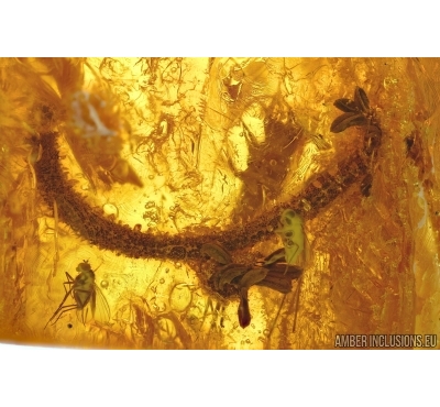 OAK FLOWERS ON TWIG and BRISTLETAIL. Fossil inclusions in Baltic amber #5409
