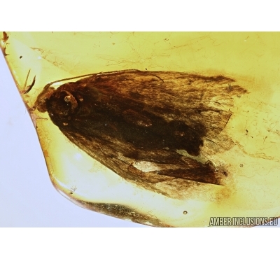 Lepidoptera, Moth with Parasitic Round Worm. Fossil insect in Baltic amber #5430