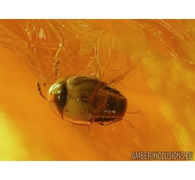 Coleoptera, Two Beetles. Fossil insects in Baltic amber #5438