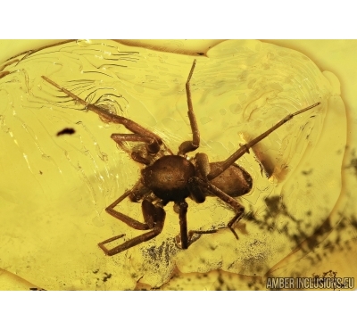 Araneae, Big Spider. Fossil inclusion in Baltic amber #5447