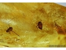 Many Aphids, Aphididae. Fossil insects in Baltic amber #5452