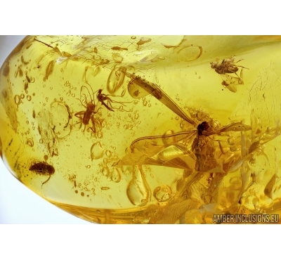 Termite Isoptera, Orthoptera Cricket, Leafhopper, Acalyptratae Muscoid fly and More.  Fossil inclusions in Dominican amber #5454D