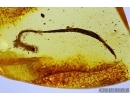 Nice Leaf. Fossil inclusion in Baltic amber #5458
