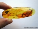 GIANT ~40mm!  MYRIAPODA. Fossil inclusion in Baltic amber #5477