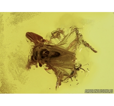 TWISTED-WINGED (STYLOPID), STREPSIPTERA. Fossil insect in Baltic amber #5497