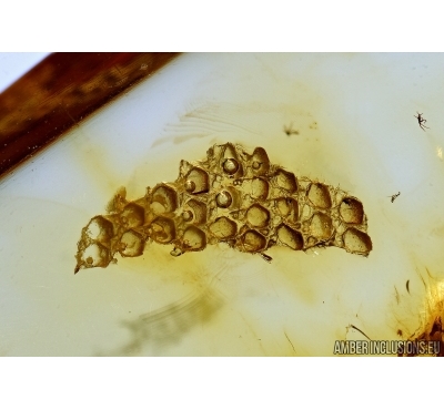 REPTILIA, Lizard Skin Fragment. Fossil inclusion in Baltic amber #5500