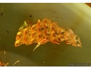 REPTILIA, Lizard Skin Fragment. Fossil inclusion in Baltic amber #5500