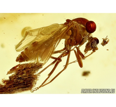 Rare Ceratopogonidae: Eohelea, Biting midge. Fossil insect in Baltic amber #5531