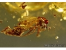 Rare Ceratopogonidae: Eohelea, Biting midge. Fossil insect in Baltic amber #5531