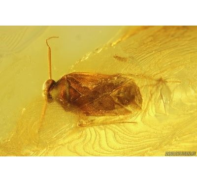 Nice Jumping tree bug Miridae: Isometopinae. Fossil insect in Baltic amber #5537